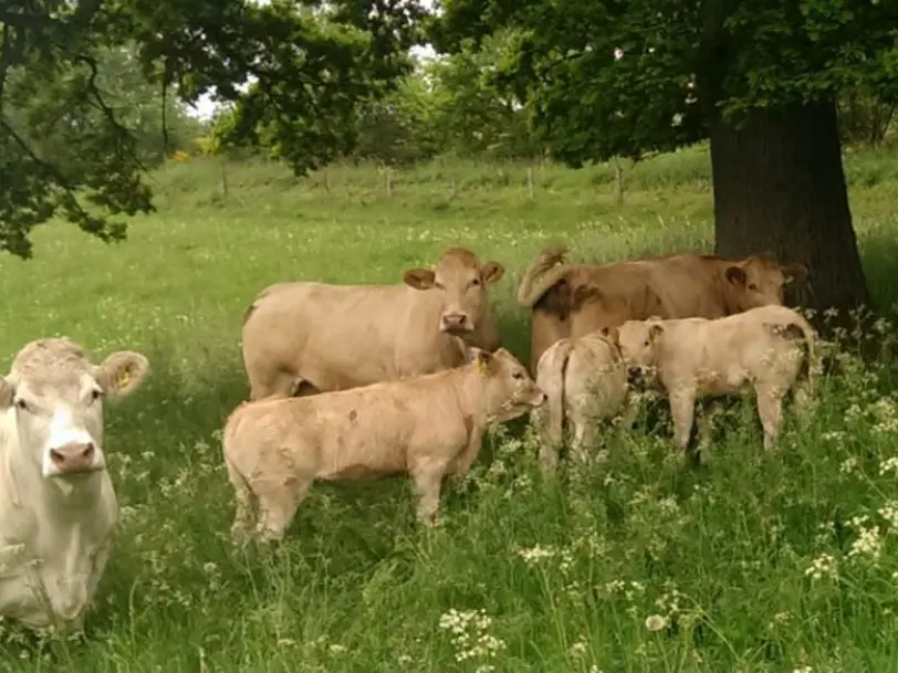 Büffel´s Hof Klement in Attendorn