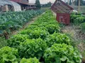 Solidarische Landwirtschaft Inneringen e.V. in Hettingen