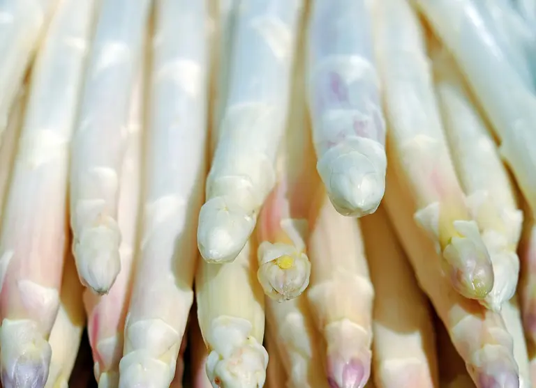 Roskower Spargel - Roskow