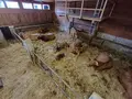 Gruber von Grub, Forst- und Landwirtschaft in Rechtmehring