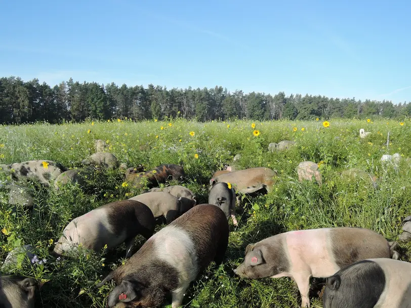 Kulmbacher Weideschwein, Freilandschweine in Kulmbach