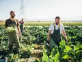 Gärtnerei Piluweri in Müllheim-Hügelheim Gärtnerei Piluweri in Müllheim-Hügelheim