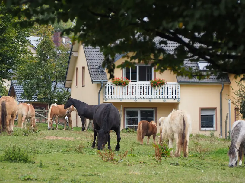 Ferienhof Feinen in Fleringen