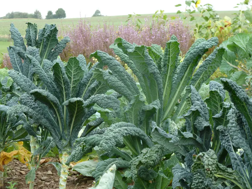 Landwirtschaftsbetrieb Johannishöhe Tharandt in Tharandt