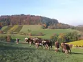 Blattmann Wein und Sekt in Gundelfingen-Wildtal Blattmann Wein und Sekt in Gundelfingen-Wildtal