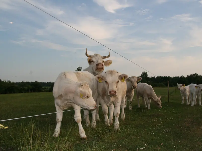 Charolais Bio-Hof Schmidt in Mönchsroth