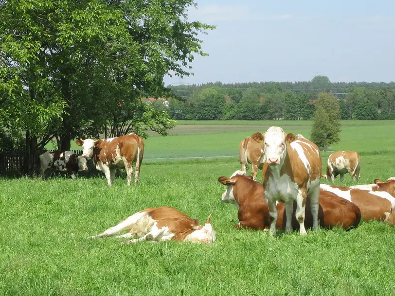 Biohof Wachinger in Pliening