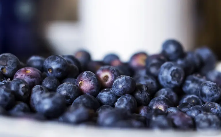 Leckere Heidelbeeren direkt vom Erzeuger