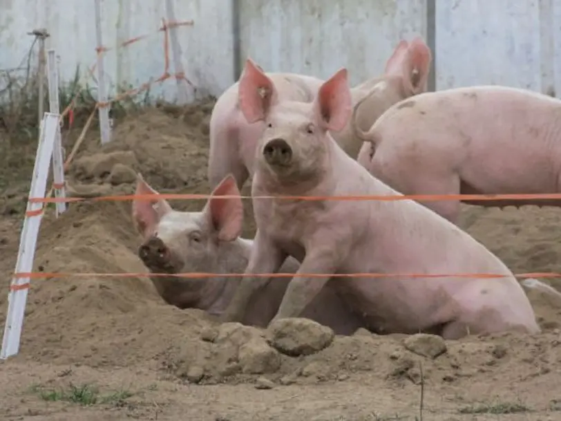 Biolandbetrieb Penk - Hofladen in Moringen