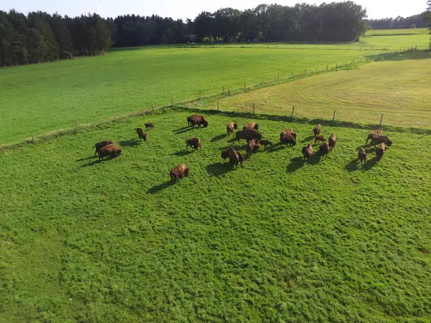 Bisonhof Boitzen