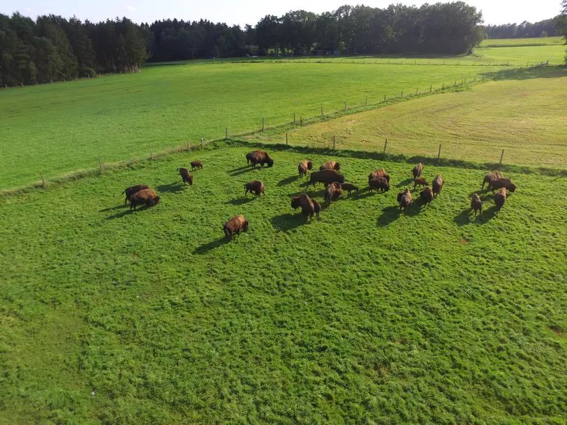 Bisonhof Boitzen in Heeslingen