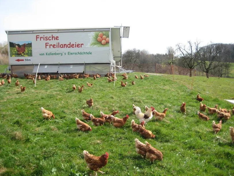 Kallenbergs Eierschächtele  in Althütte