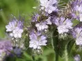 Imkerei Schlabees in Hartmannsdorf b. Chemnitz