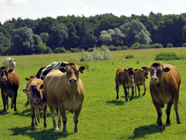 Landschlachterei Thiesse