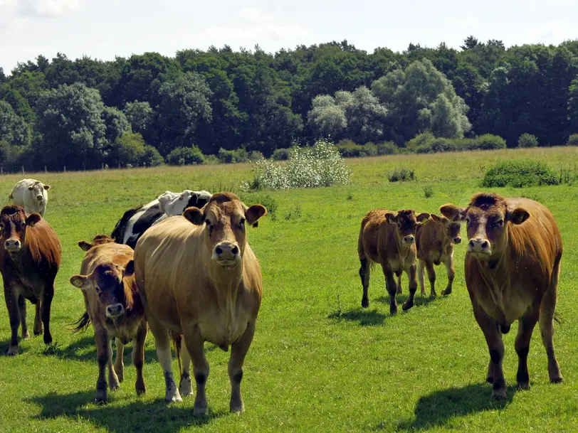 Landschlachterei Thiesse in Neustadt - Mandelsloh