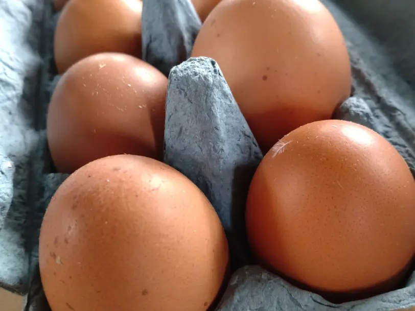 Frische Eier zu verkaufen | Andreas Schmid in Stötten am Auerberg