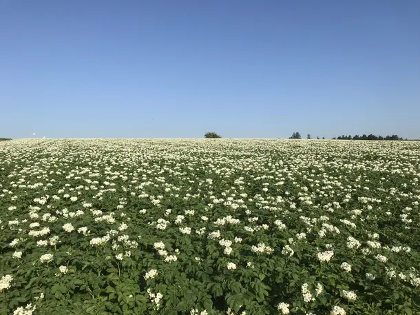 Kartoffelhof Bühler - Die tolle Knolle