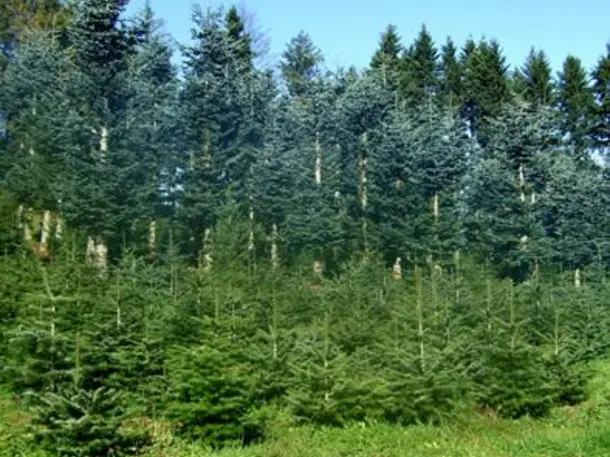 Sauerland Baum