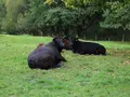 Harzangus - Bio Angus aus dem Harz in Osterode