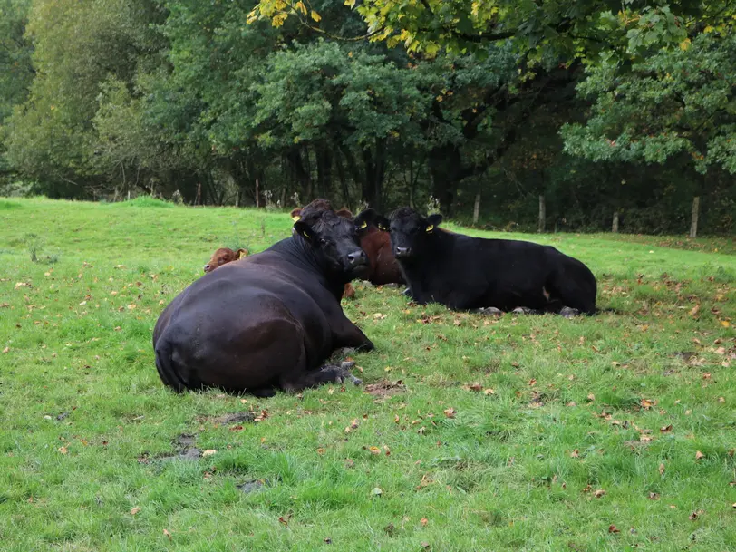 Harzangus - Bio Angus aus dem Harz in Osterode