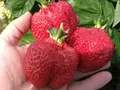 Dettelbach Obst Liggeringen in Radolfzell- Liggeringen Dettelbach Obst Liggeringen in Radolfzell- Liggeringen