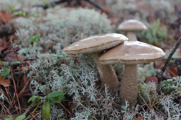 Frische Pilze direkt aus dem Wald. Regional vom Hofladen oder dem Markt um die Ecke.