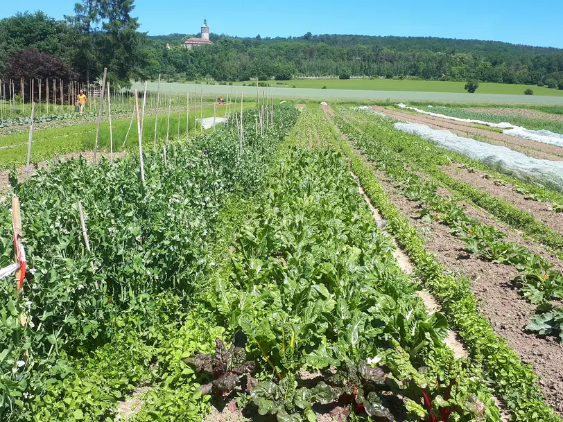 Solawi Tonndorf (Solidarische Landwirtschaft) in Tonndorf