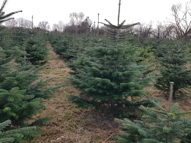Natürliche Weihnachtsbäume zum selber schlagen / Natürlich-Nordmann-Extertal