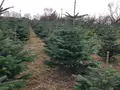 Natürliche Weihnachtsbäume zum selber schlagen / Natürlich-Nordmann-Extertal in Extertal Natürliche Weihnachtsbäume zum selber schlagen / Natürlich-Nordmann-Extertal in Extertal