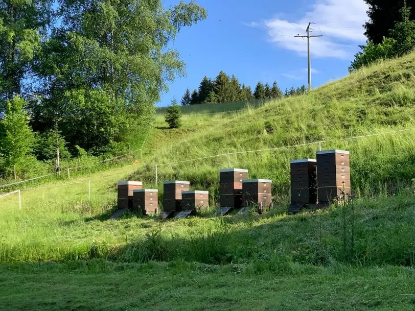 Bio Imkerei Hildebrand in Baiersbronn