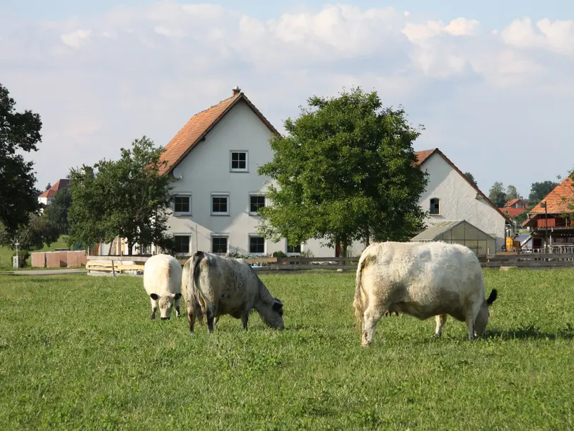 Traubshof in Ochsenhausen