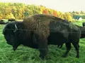 Bison vom Sonnenhof in Hundsdorf