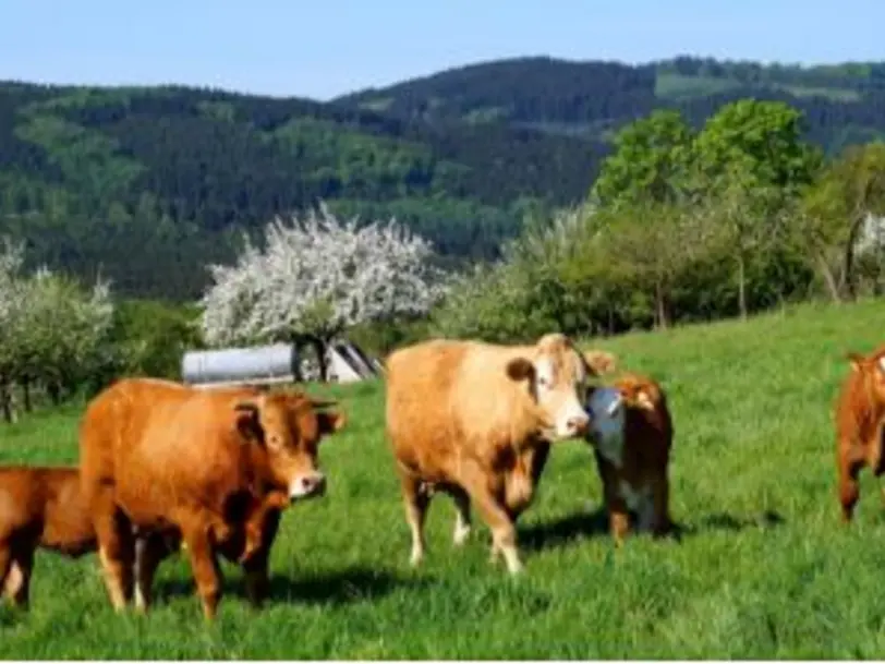 Fleischwaren Schulte Horst in Balve-Eisborn