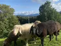 Fendllamm in Warngau
