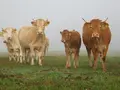 Zobbenitzer Weidekuh in Calvörde OT Zobbenitz