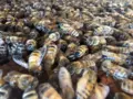 Imkerei Bienenvolker in Schonungen Imkerei Bienenvolker in Schonungen