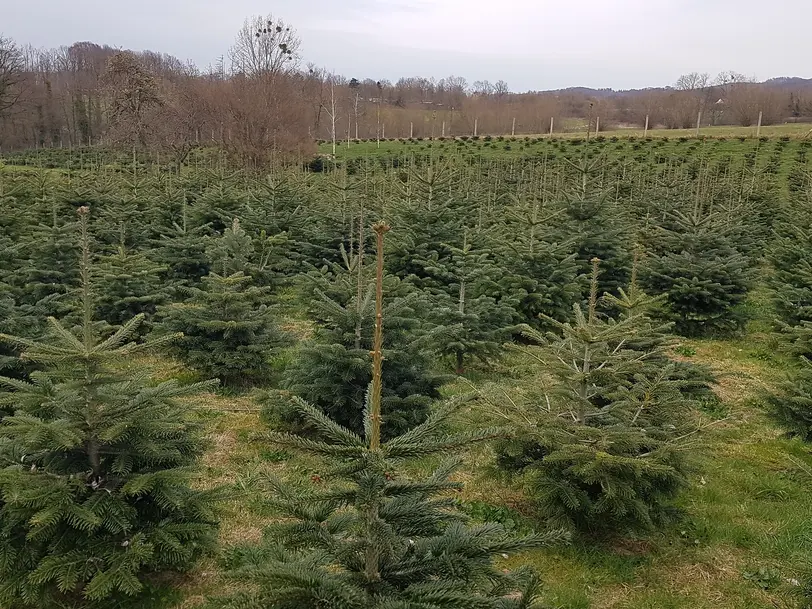 Natürliche Weihnachtsbäume zum selber schlagen / Natürlich-Nordmann-Extertal in Extertal