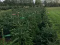 Weihnachtsbäume Meßthaler in Wolframs-Eschenbach Weihnachtsbäume Meßthaler in Wolframs-Eschenbach