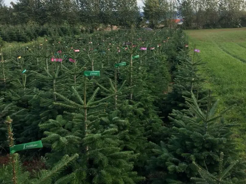 Weihnachtsbäume Meßthaler in Wolframs-Eschenbach