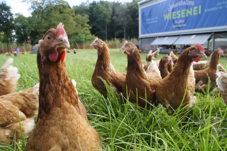 er Mobilstall für Legehennen bietet artgerechte und ausgezeichnete Tierhaltung