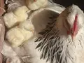 Lämmerglück in Rankwitz / OT Krienke