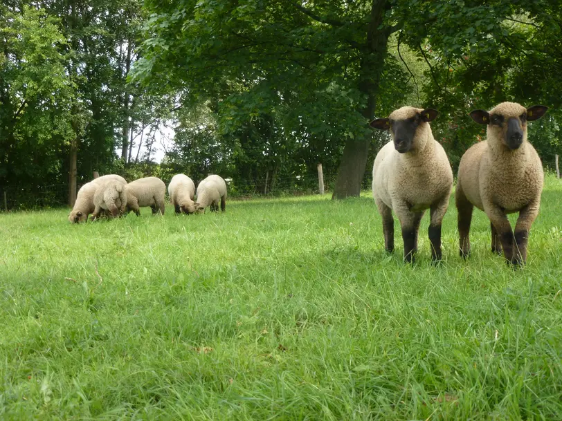 Langes Hof in Garbsen