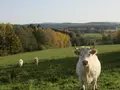 Vogtland-Rindfleisch in Rodewisch