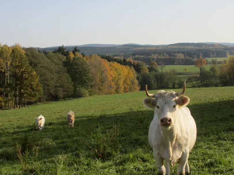 Vogtland-Rindfleisch in Rodewisch