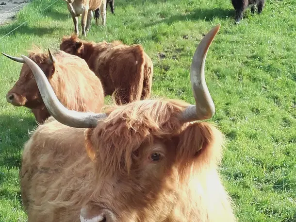 Highland Cattle Hochwald