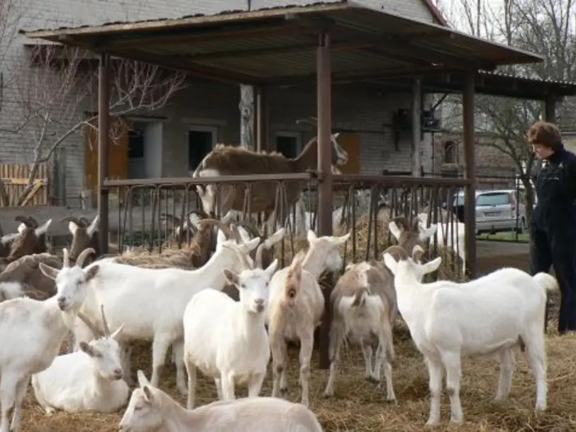 Ziegenhof Pörschke in Chorin OT Brodowin