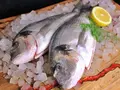 Fischmaster in Trebur Fischmaster in Trebur