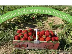Erdbeerfeld Staucha