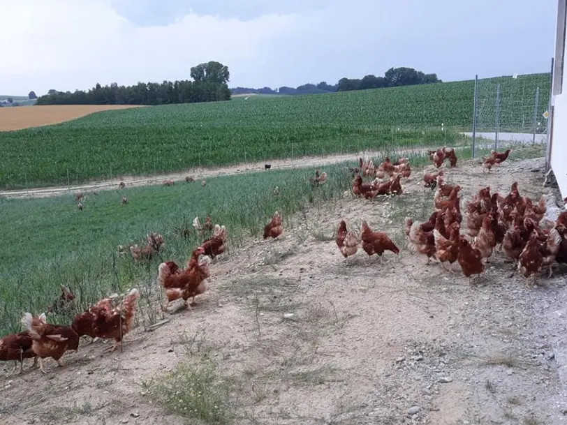 Steinberger EI in Ampfing