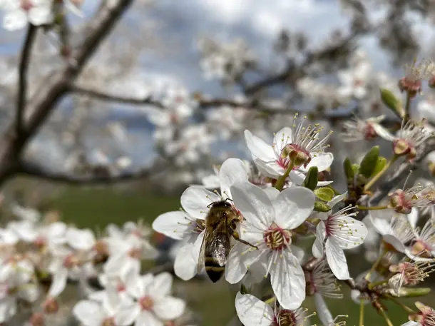 Imkerei Grünheide - Honig aus Brandenburg